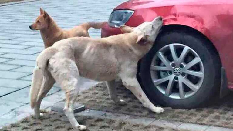 Lee más sobre el artículo ¿Por qué los perros ladran y corren a los autos?